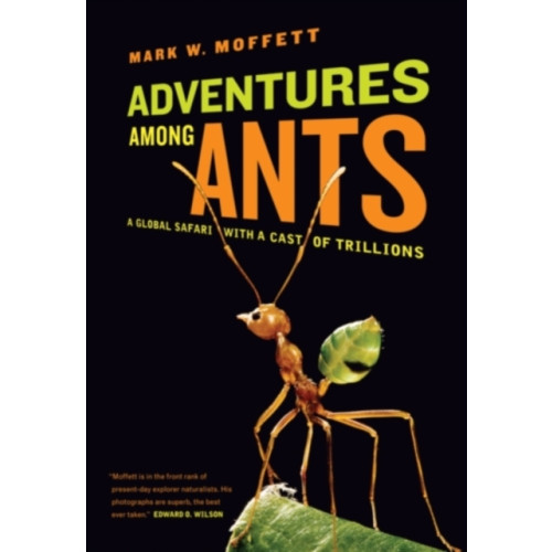 University of california press Adventures among Ants (häftad, eng)