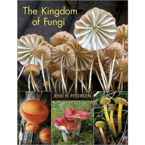 Princeton University Press The Kingdom of Fungi (inbunden, eng)