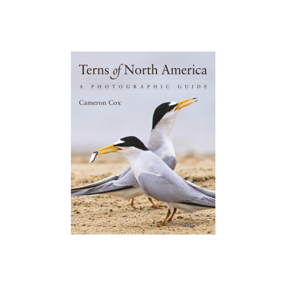 Produktbild för Terns of North America (häftad, eng)