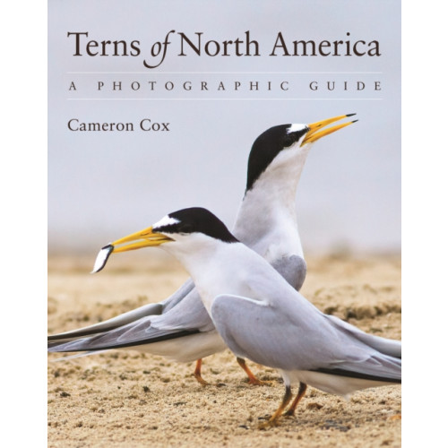Princeton University Press Terns of North America (häftad, eng)