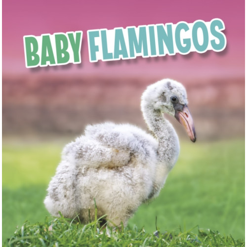 Capstone Global Library Ltd Baby Flamingos (häftad, eng)