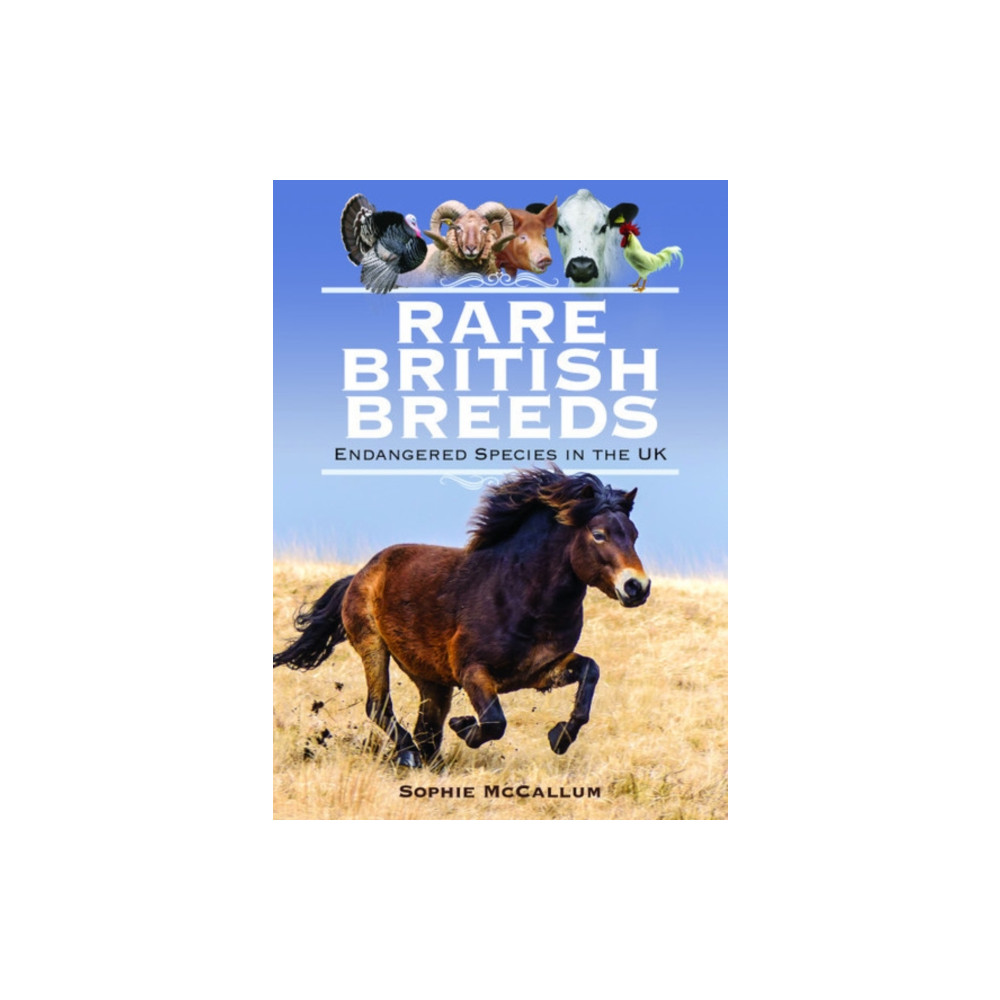 Produktbild för Rare British Breeds (inbunden, eng)