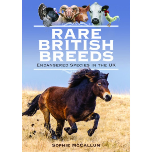 Pen & Sword Books Ltd Rare British Breeds (inbunden, eng)