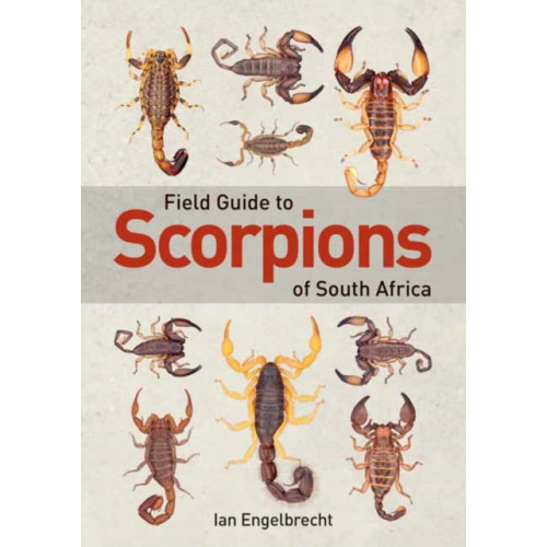 Penguin Random House South Africa Field Guide to Scorpions of South Africa (häftad, eng)