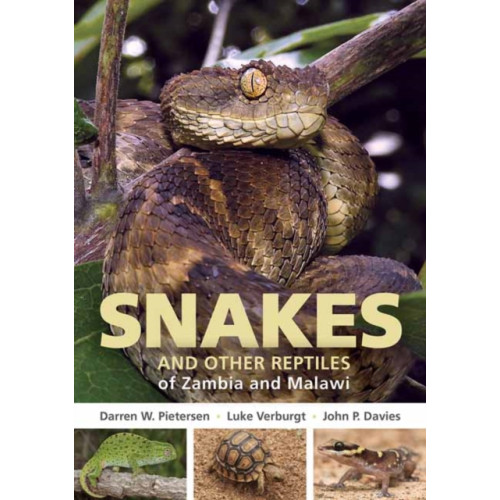 Penguin Random House South Africa Field Guide to Snakes and other Reptiles of Zambia and Malawi (häftad, eng)