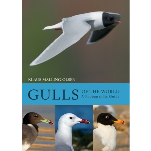 Bloomsbury Publishing PLC Gulls of the World (inbunden, eng)