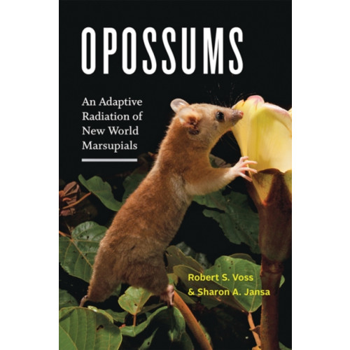 Johns Hopkins University Press Opossums (inbunden, eng)