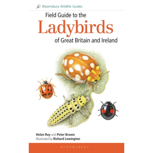 Bloomsbury Publishing PLC Field Guide to the Ladybirds of Great Britain and Ireland (häftad, eng)
