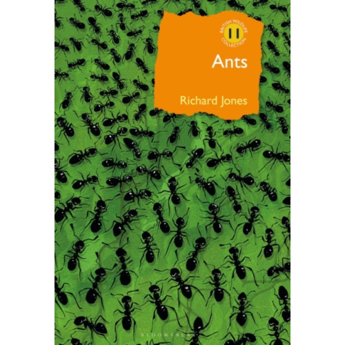 Bloomsbury Publishing PLC Ants (inbunden, eng)