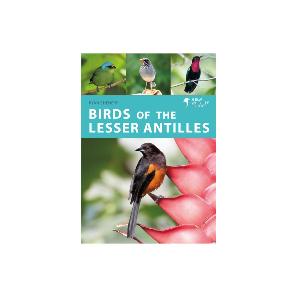Produktbild för Birds of the Lesser Antilles (häftad, eng)