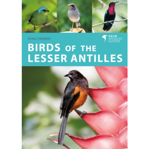 Bloomsbury Publishing PLC Birds of the Lesser Antilles (häftad, eng)