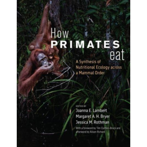 The university of chicago press How Primates Eat (häftad, eng)