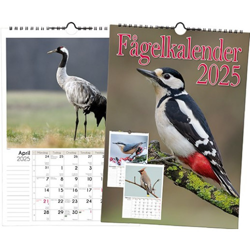 Livsenergi Fågelkalender 2025 (bok, spiral)