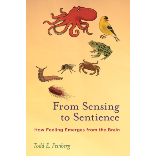 Mit press ltd From Sensing to Sentience (häftad, eng)