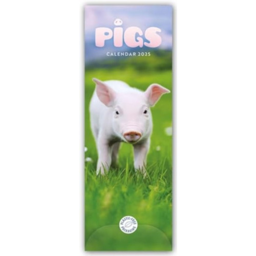 Carousel Calendars Pigs Slim Calendar 2025 (häftad, eng)