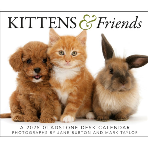 Gladstone Media Kittens & Friends Box Calendar 2025 (häftad, eng)