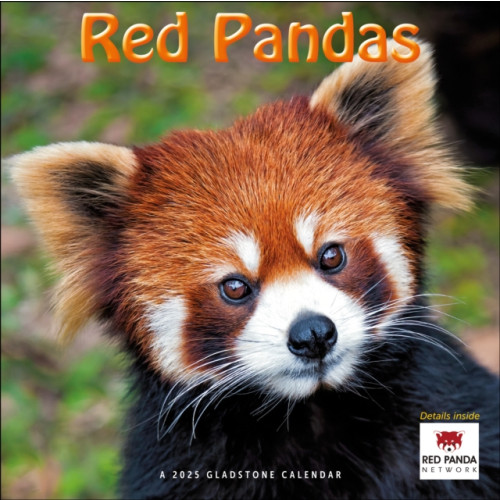 Gladstone Media Red Pandas Square Wall Calendar 2025 (häftad, eng)