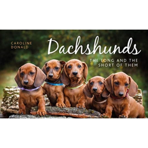 Gemini Books Group Ltd Dachshunds (inbunden, eng)