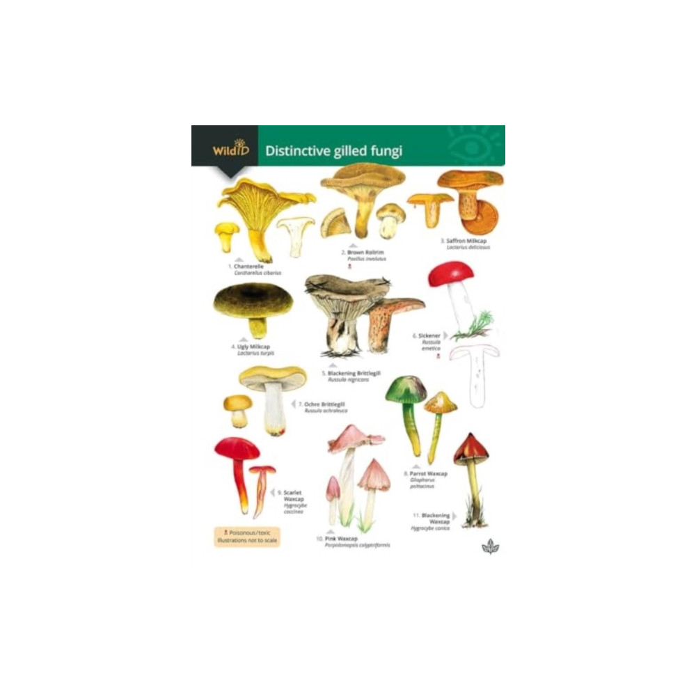 Produktbild för Distinctive gilled fungi (häftad, eng)