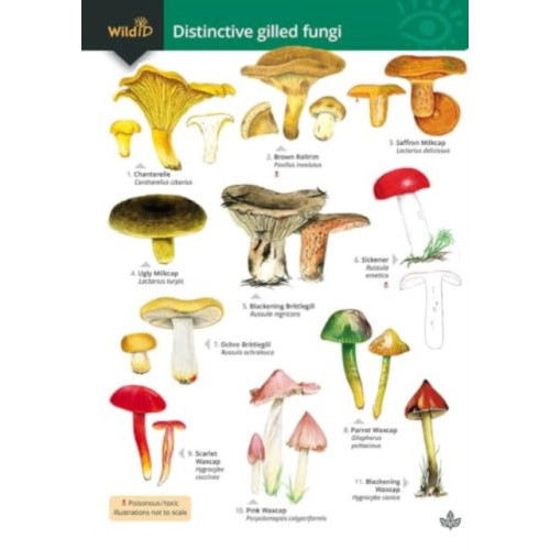 Field Studies Council Distinctive gilled fungi (häftad, eng)