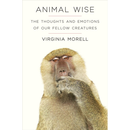 Old Street Publishing Animal Wise (häftad, eng)