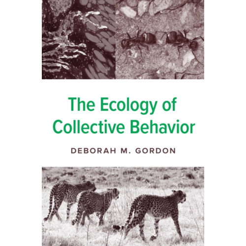 Princeton University Press The Ecology of Collective Behavior (häftad, eng)