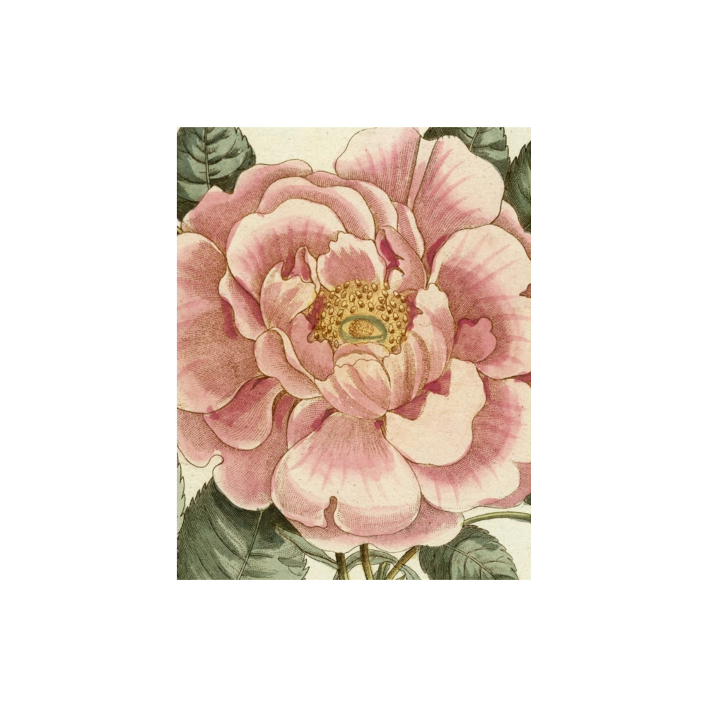 Produktbild för John Derian Picture Book II (inbunden, eng)