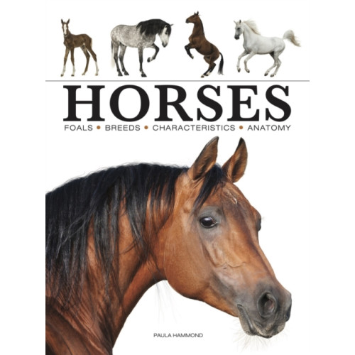 Amber Books Ltd Horses (häftad, eng)
