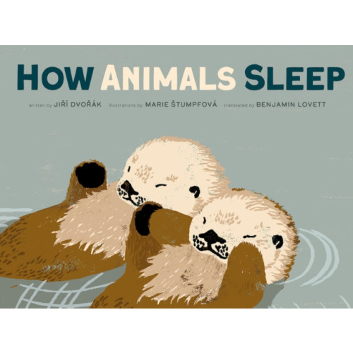 Red Comet Press LLC How Animals Sleep (inbunden, eng)