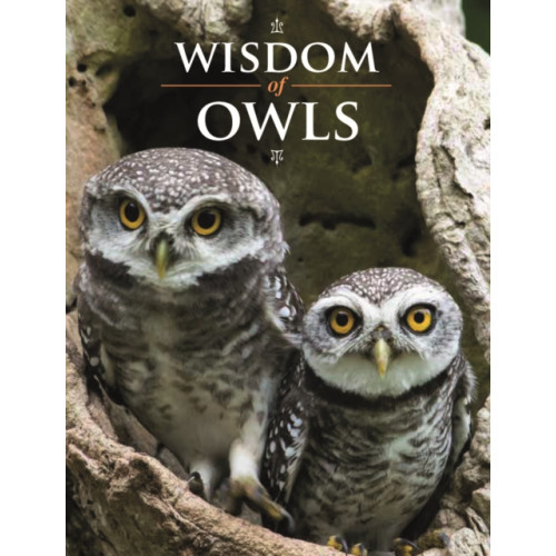 Firefly Books Ltd Wisdom of Owls (inbunden, eng)