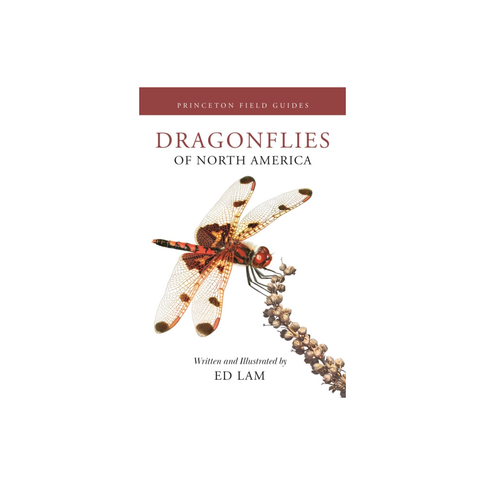 Produktbild för Dragonflies of North America (häftad, eng)