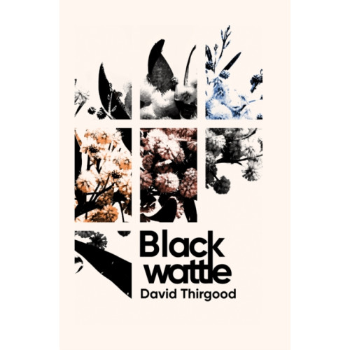 Austin Macauley Publishers Blackwattle (häftad, eng)