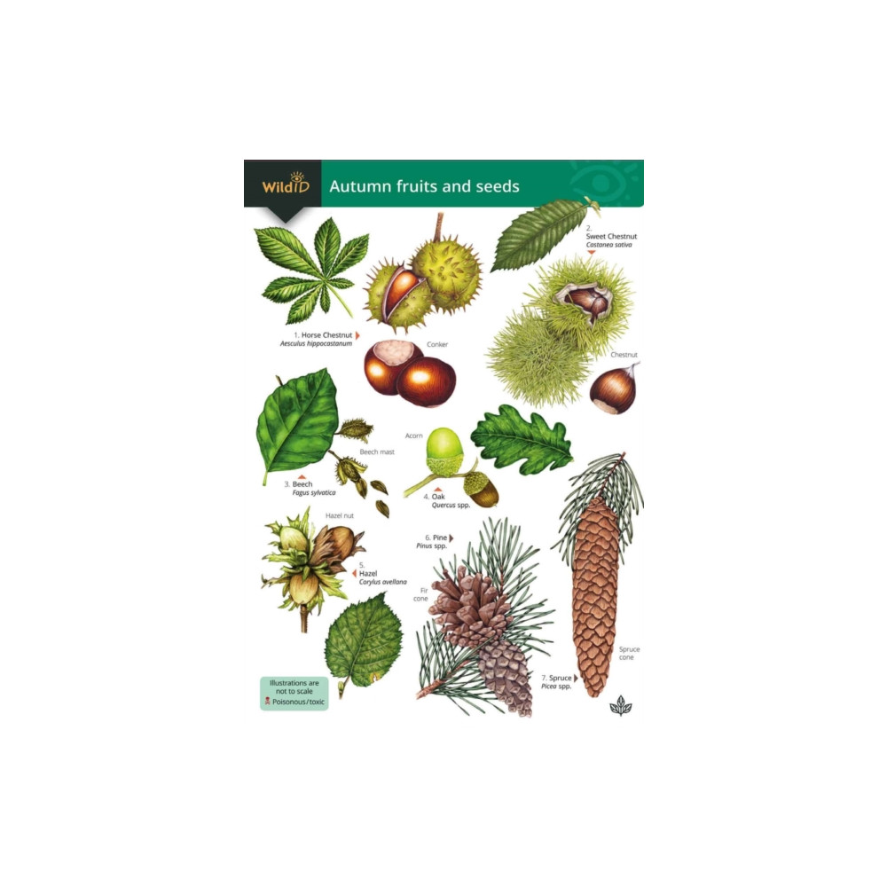 Produktbild för Autumn fruits and seeds (häftad, eng)
