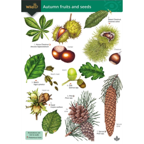 Field Studies Council Autumn fruits and seeds (häftad, eng)