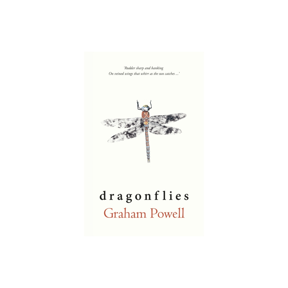 Produktbild för Dragonflies (häftad, eng)