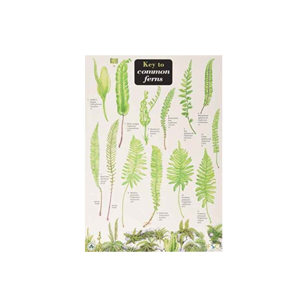 Produktbild för Key to Common Ferns (bok, eng)