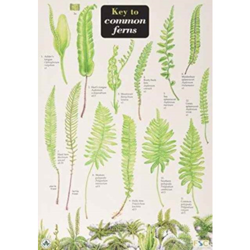 Field Studies Council Key to Common Ferns (bok, eng)