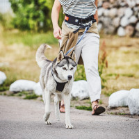 Produktbild för Dog Multi Harness Active