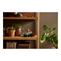Produktbild för LEGO Icons 10309 - Succulents - byggsats