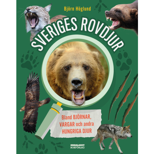 Björn Höglund Sveriges rovdjur : Bland björnar, vargar och andra hungriga djur (inbunden)