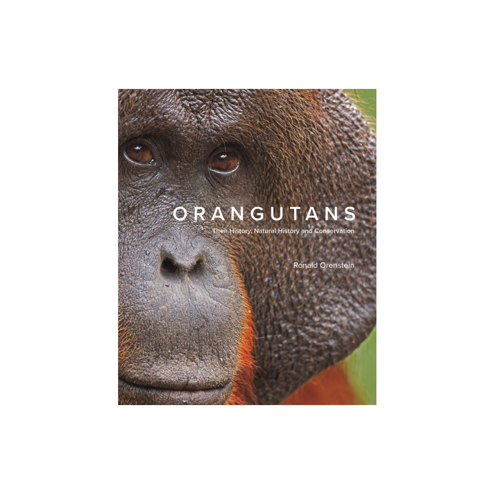 Produktbild för Orangutans (inbunden, eng)