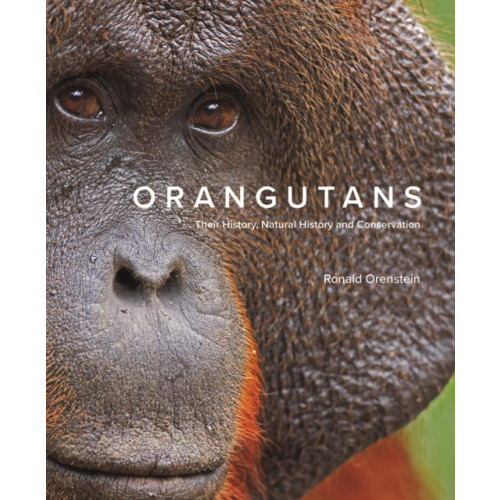 Firefly Books Ltd Orangutans (inbunden, eng)