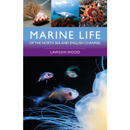 Bloomsbury Publishing PLC Marine Life of the North Sea and English Channel (häftad, eng)
