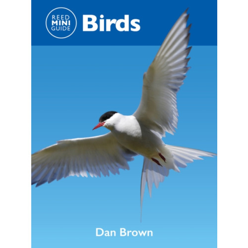 New Holland Publishers Reed Mini Guide: Birds (häftad, eng)