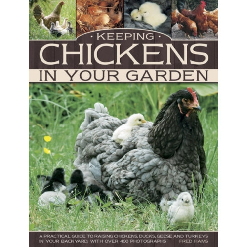 Anness publishing Keeping Chickens in Your Garden (häftad, eng)