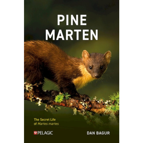 Pelagic Publishing Pine Marten (häftad, eng)