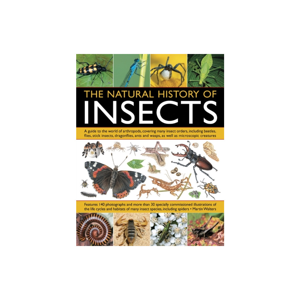 Produktbild för Natural History of Insects (häftad, eng)