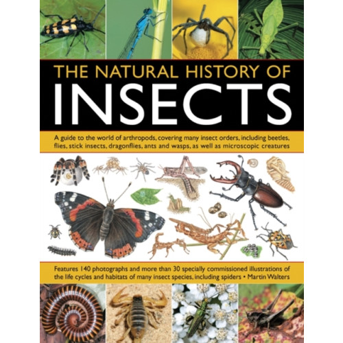 Anness publishing Natural History of Insects (häftad, eng)
