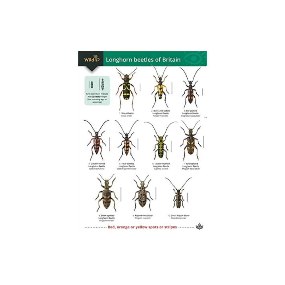 Produktbild för Guide to longhorn beetles of Britain (häftad, eng)