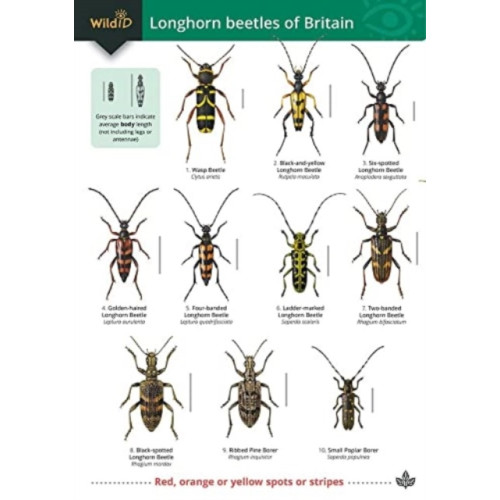 Field Studies Council Guide to longhorn beetles of Britain (häftad, eng)
